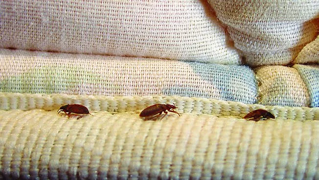 Bed bug treatment for a mattress