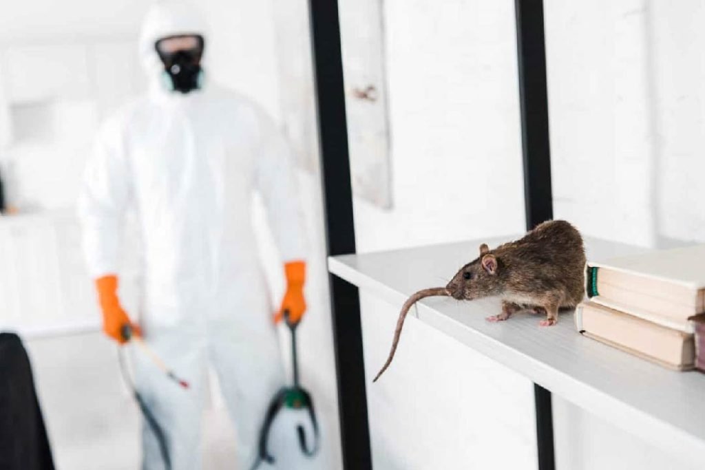 Rodent activity inside a property